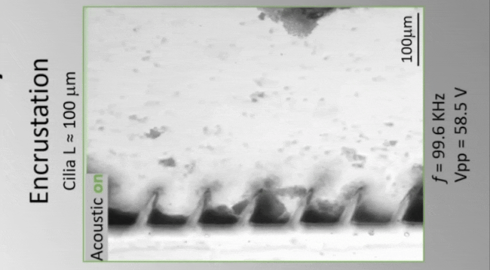   Pedro Amado et al. / PNAS, 2025