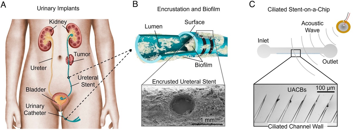   Pedro Amado et al. / PNAS, 2025