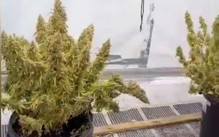    Коноплю выращивали в частном доме под Ижевском