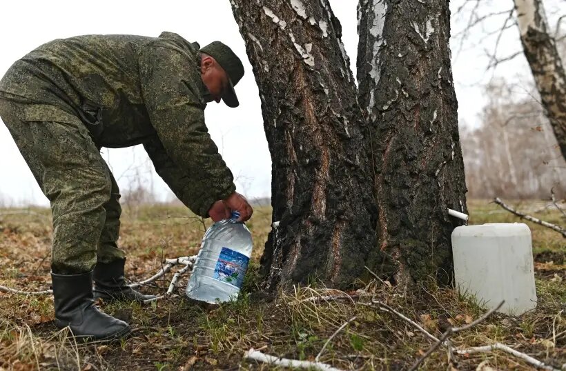  Березовый сок начинает выделяться из березы, когда она просыпается после зимнего сна – то есть в конце марта – апреле.   © РИА Новости. Алексей Мальгавко