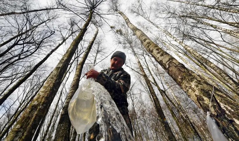  В целом, березовый сок считается безопасным напитком, однако в некоторых случаях все же может нанести вред здоровью   © РИА Новости. Виктор Драчев