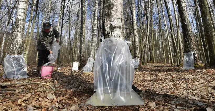  Натуральный березовый сок без добавок лучше покупного   © РИА Новости. Виктор Драчев