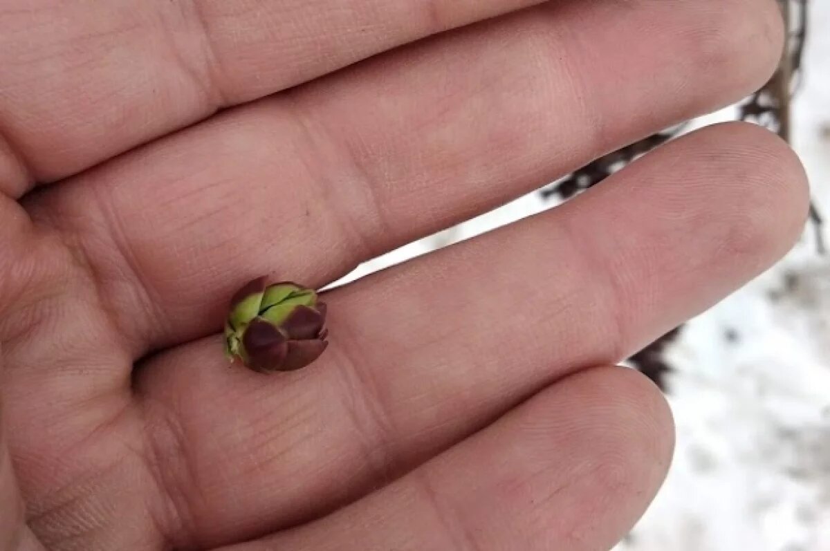    Заморозки до -4 градусов в Крыму угрожают сельхозкультурам