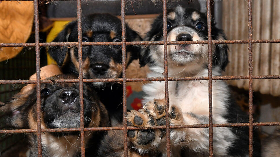 Фото: Ирина Бужор / Коммерсантъ