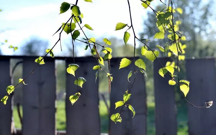    Спрос на установку оконных сеток резко вырос в Ижевске на фоне цветения березы
