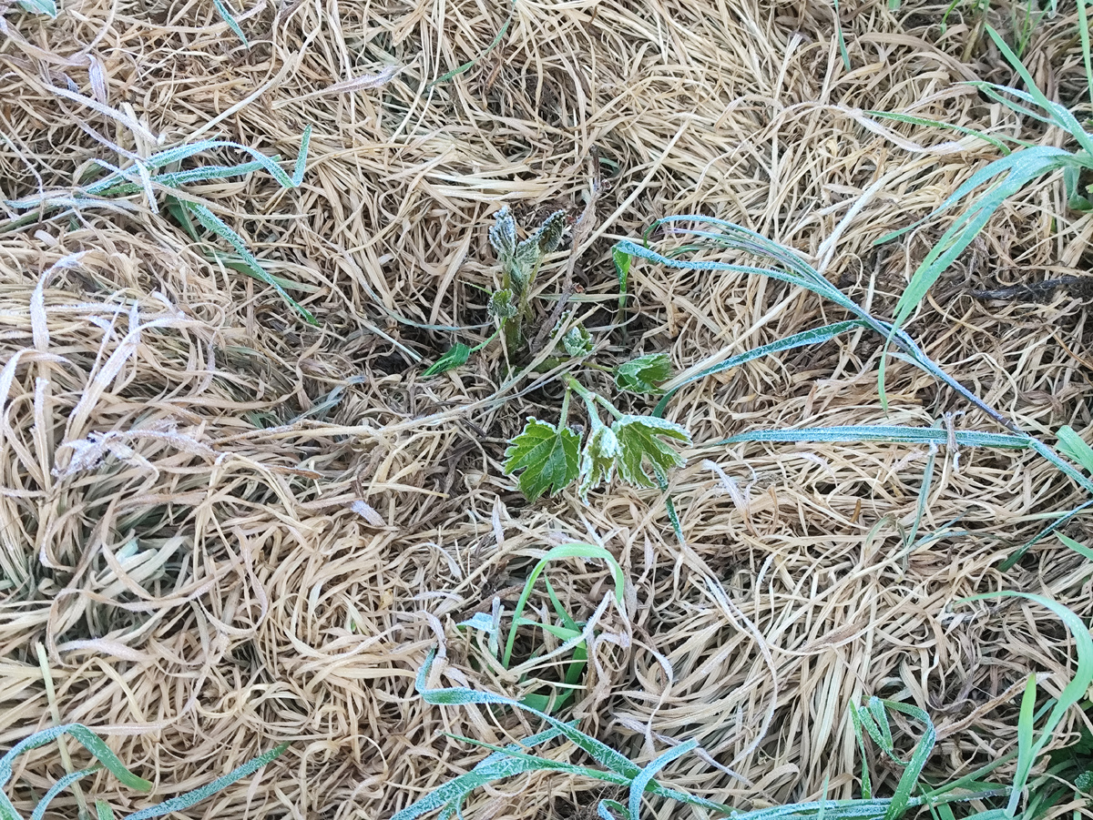 Таки не уберегла я Лучистый....