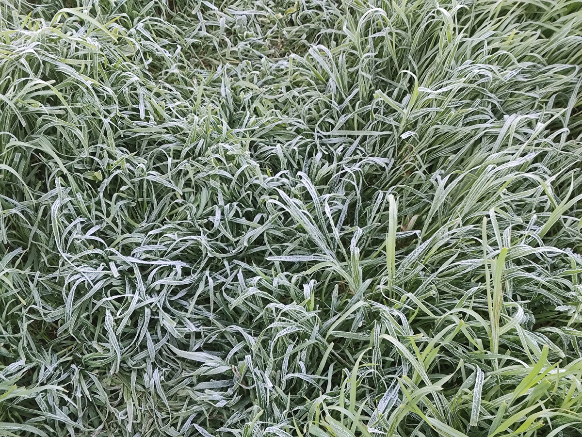 Белые травы...