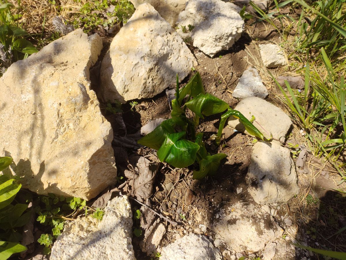 Поникли и прозрачные стали...