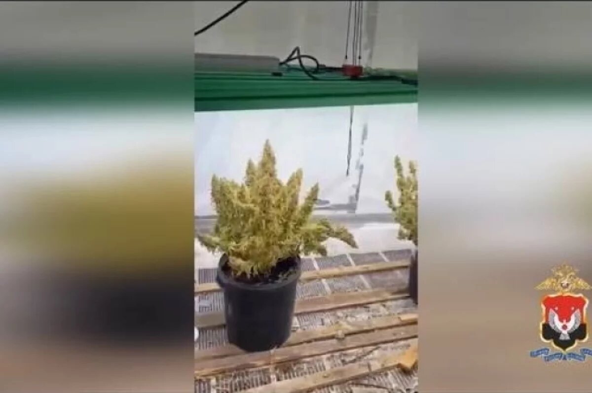    В Удмуртии ликвидировали подпольную лабораторию по выращиванию конопли