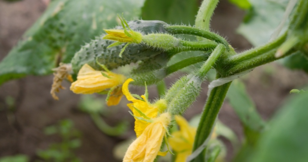 Свои огурцы в начале июня