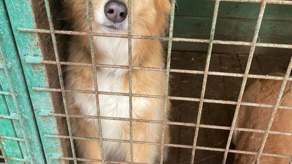 Одиночество и радость: жизнь собачки Лиззи в приюте для собак