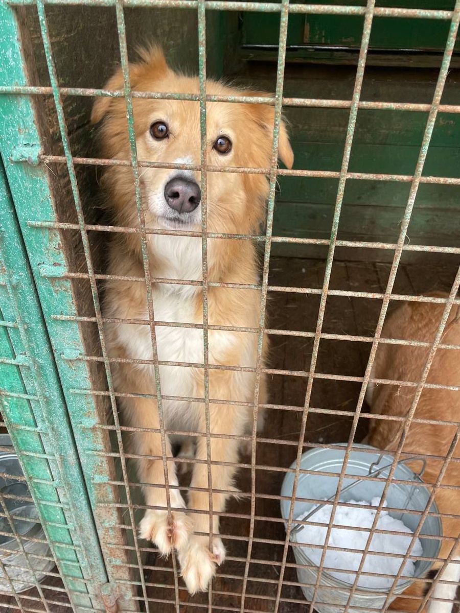 Ко мне приезжали один раз, но испугались моей робости