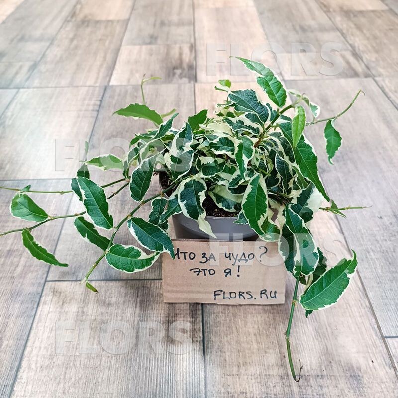 Фикус Радиканс вариегатный