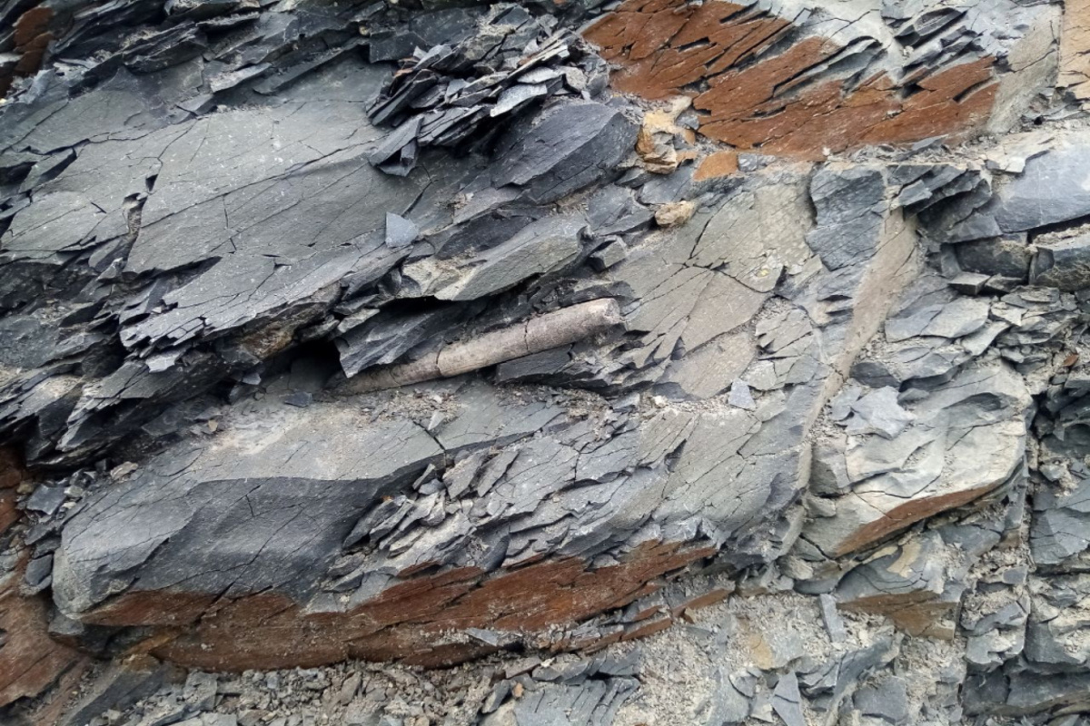    Фото: Российская академия наук