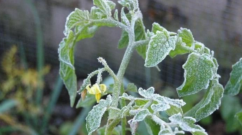 Современные приборы не защитят от потери урожая