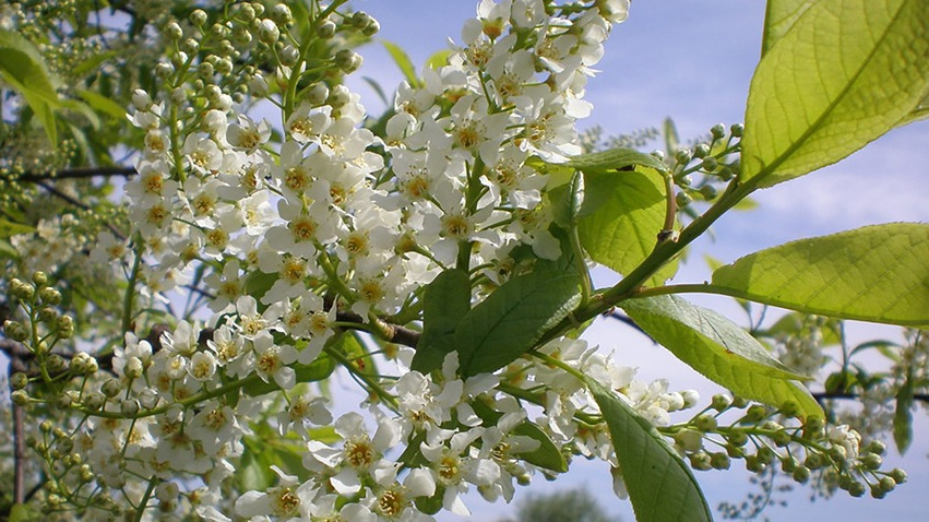 Цветение черемухи