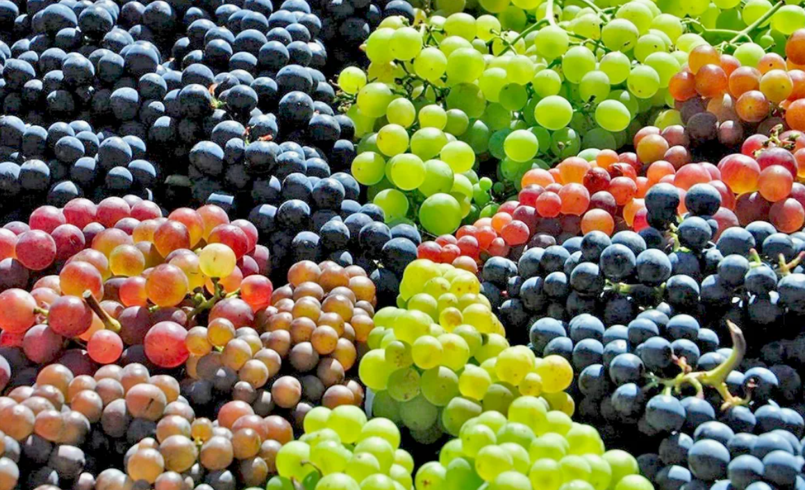 Разнообразие вкусов винограда