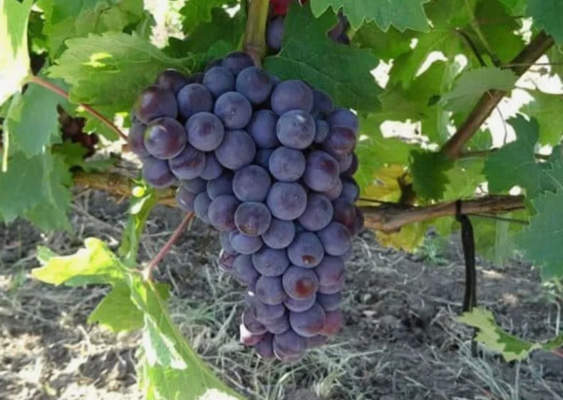 Мускат Гамбургский