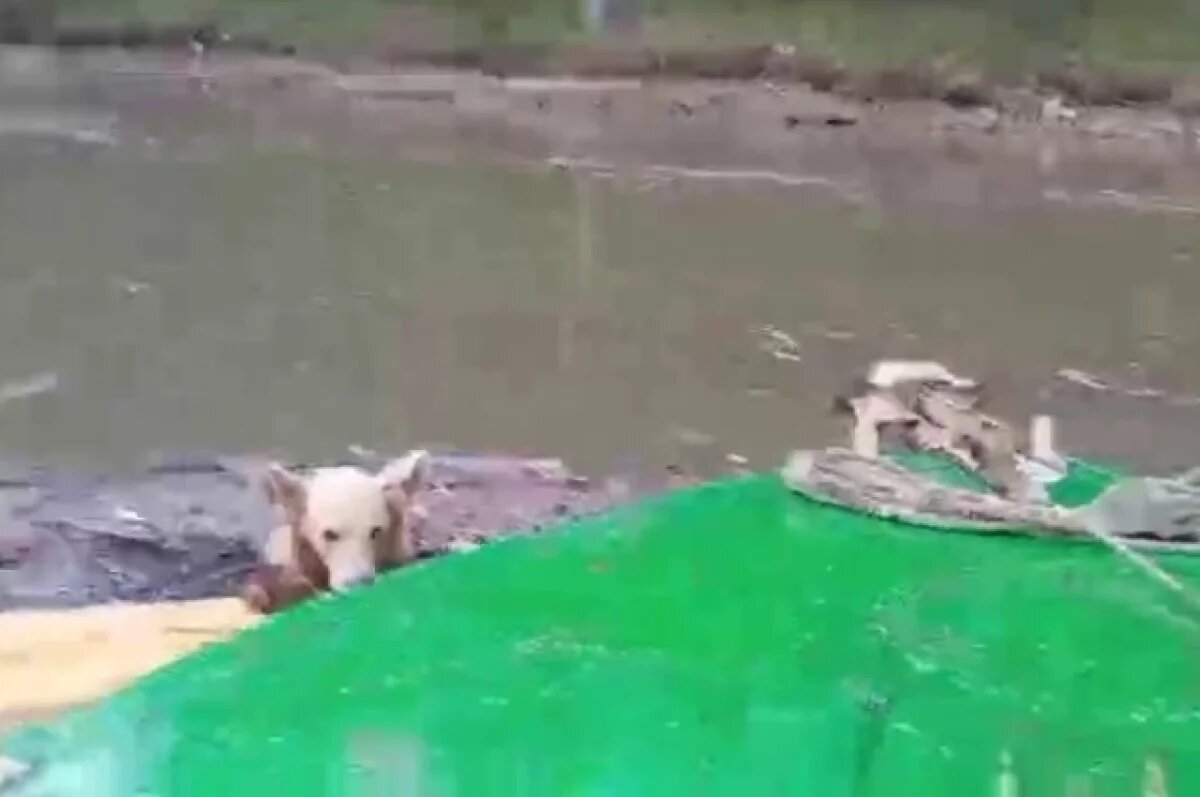    Житель Башкирии спас тонущего медвежонка на Юмагузинском водохранилище