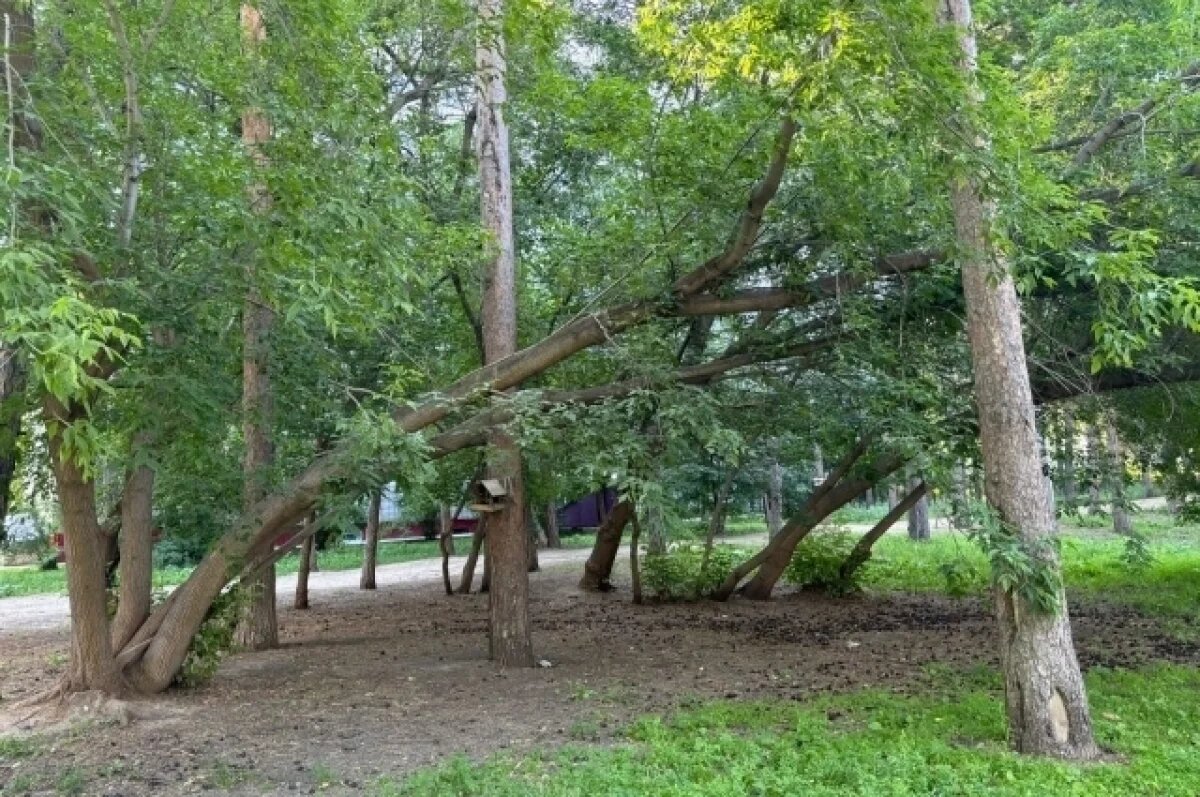    Парки Новосибирска начали обрабатывать химикатами от клещей