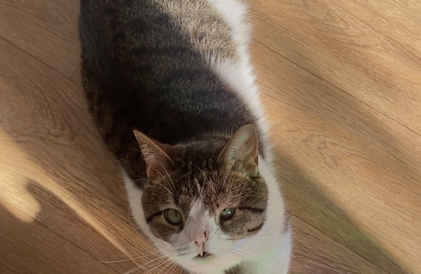 29 апреля - день кошачьей ласки