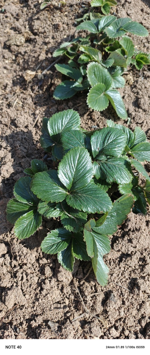 Вот какие кустики получились.