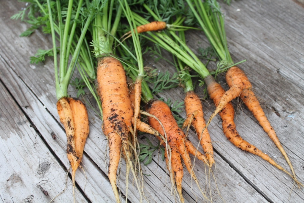 Морковь не удалась 