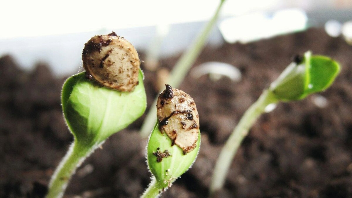     Автор: Unsplash