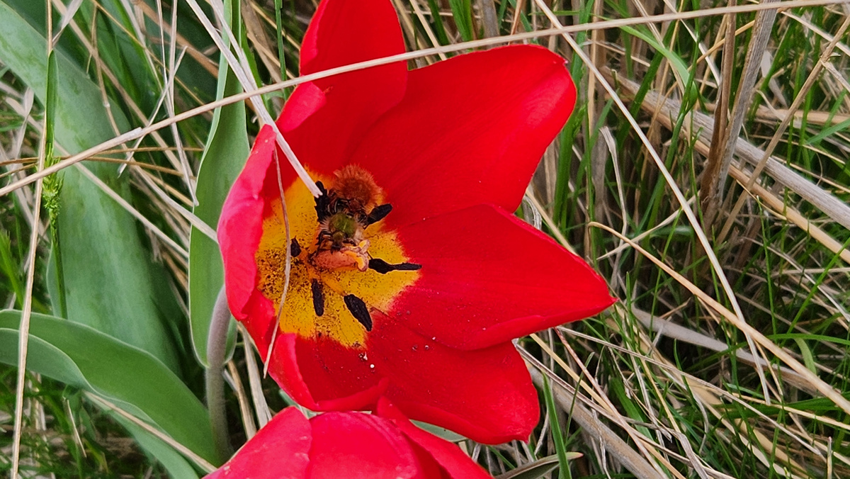 Тюльпан Шренка. А в бутоне, кажется, занимаются чем-то неприличным хрущики-лисички 🙈 (это такие крупные мохнатые жуки)  