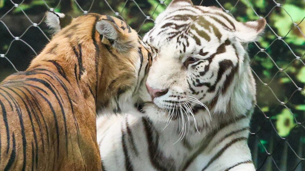    Bulkin Sergey/news.ru/Globallookpress