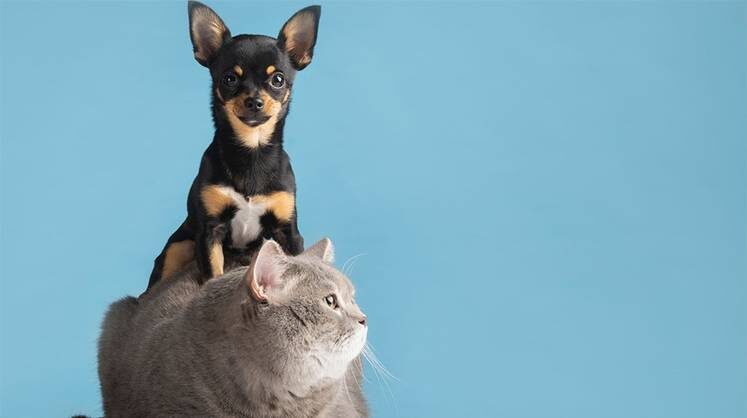    предоставлено пресс-службой