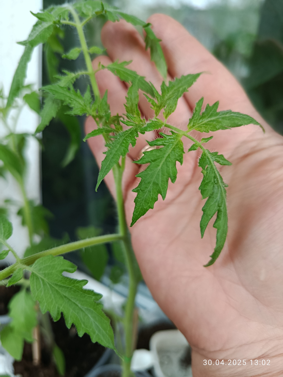 Куст в полный рост ⬇️