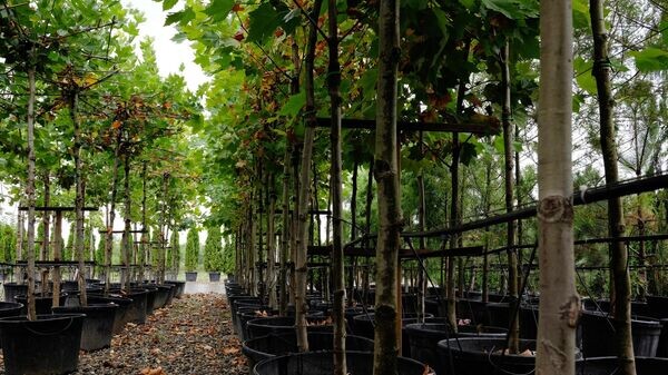    © Sputnik / Николай Хижняк