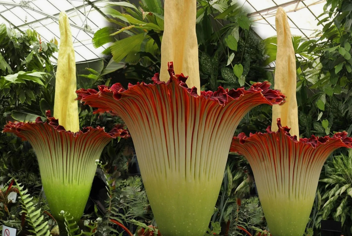 Аморфофаллус титанический (гигантский), высота таких цветов - до 2 м.
