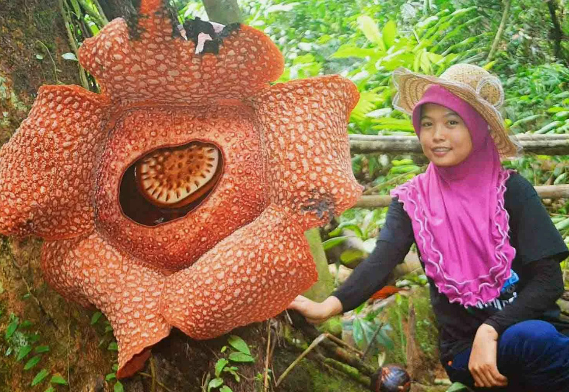 Цветок раффлезии поистине огромен!