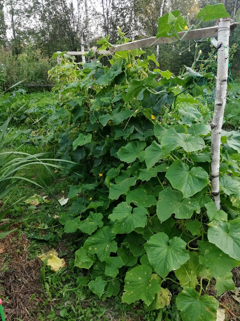 Мои огурчики 25 августа. Последние в октябре снимали.