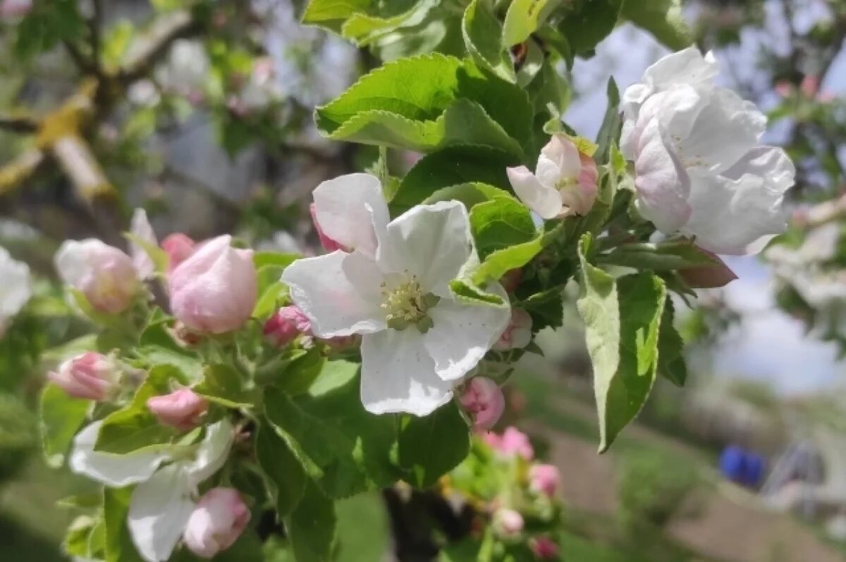    30 апреля в Туле ожидается небольшой дождь и до +14