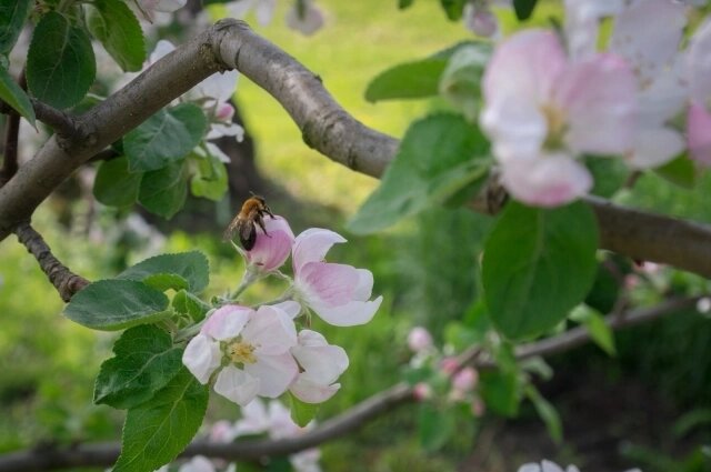    Пчеловодство — очень трудоёмкая работа. Фото: Из личного архивa/ Роман Солопов