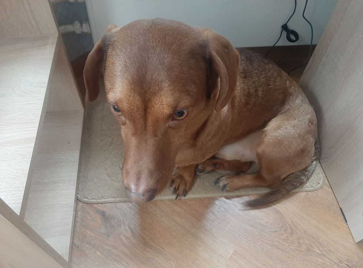 Чарли с нами вместе грустит, сидит у меня под рабочим столом... Фото автоар