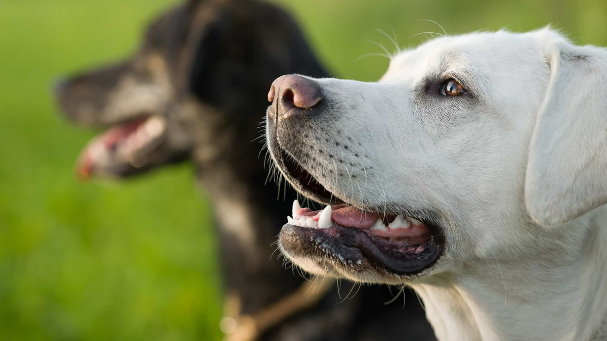 Я считаю так: если вы справитесь с обучением лабрадора, вы справитесь с любой собакой. Фото manushot/iStock