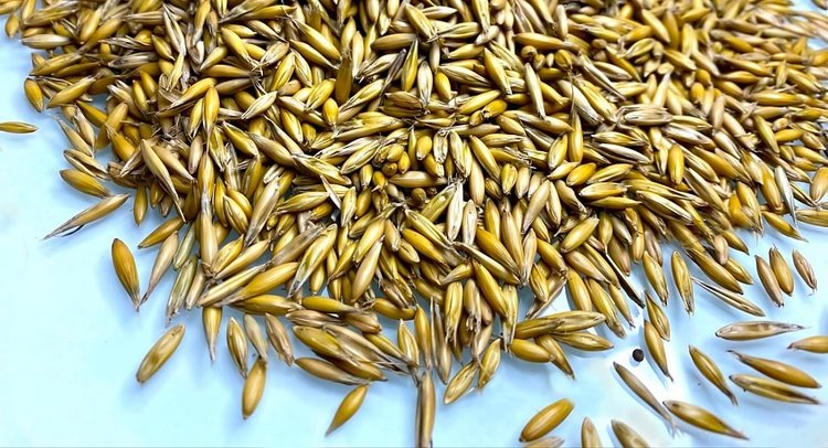    Алтайские эксперты обнаружили свыше 26 тысяч тонн зернопродуктов с вредителями с начала года