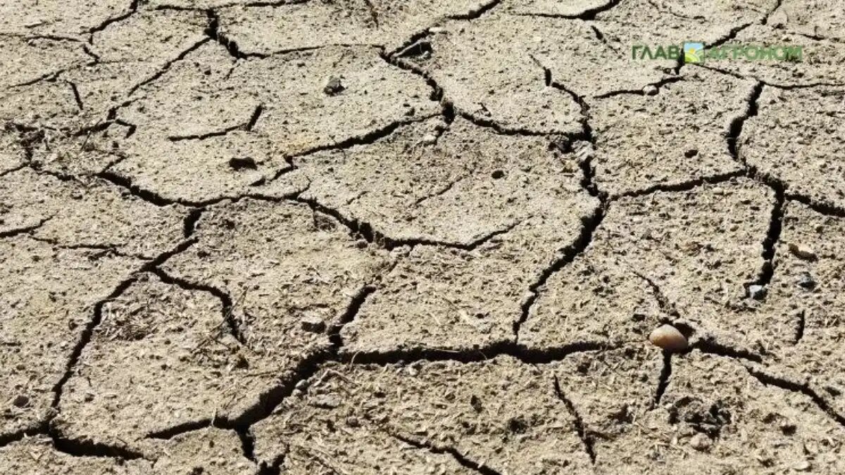 Фото: © Ольга Можейко / Glavagronom.ru
Климатологи предупредили о масштабной засухе в США