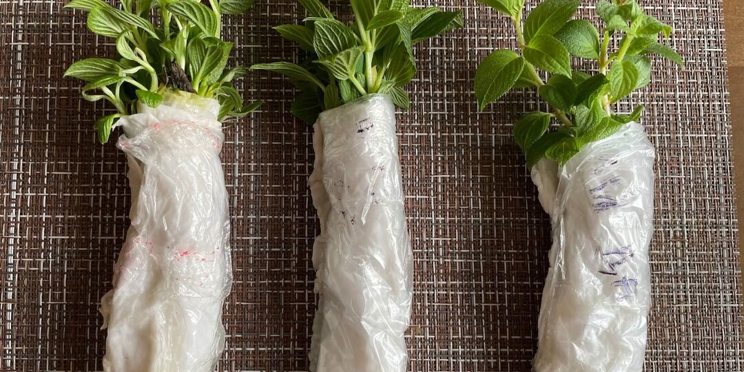 Попробовала укоренить метельчатые гортензии старым способом – в «улитках». А они взяли и все дали корни