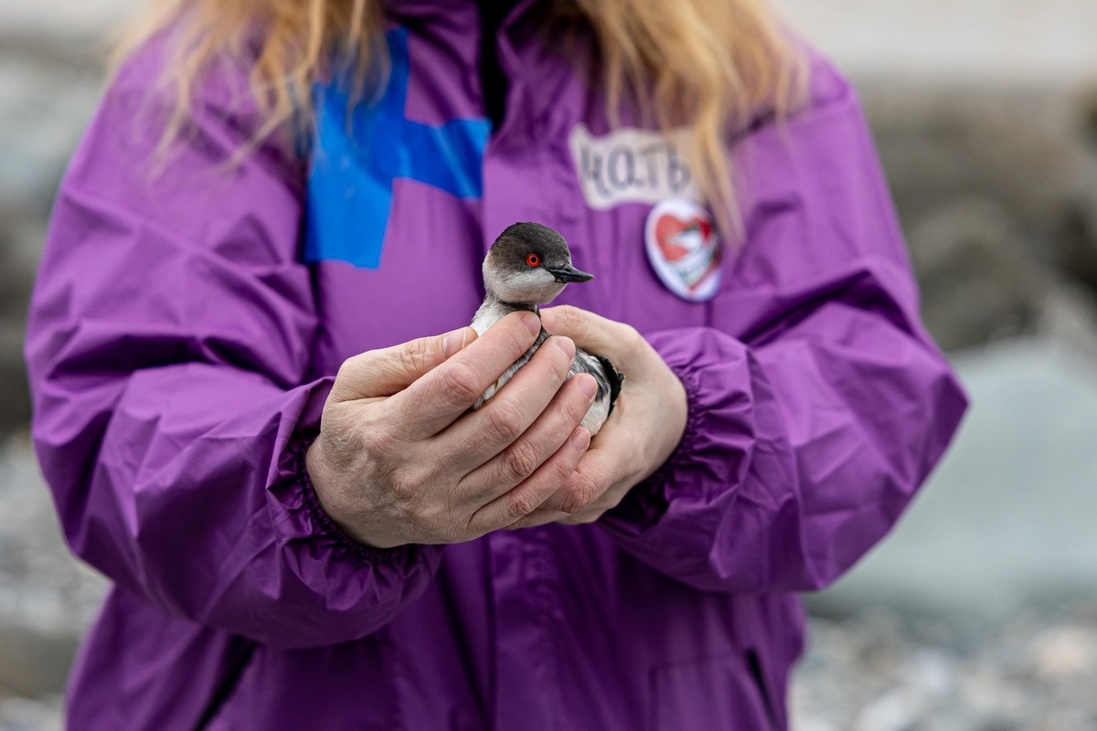 Благодаря волонтёрским штабам, расположенным на федеральной территории Сириус, после катастрофы удалось спасти даже краснокнижных птиц
