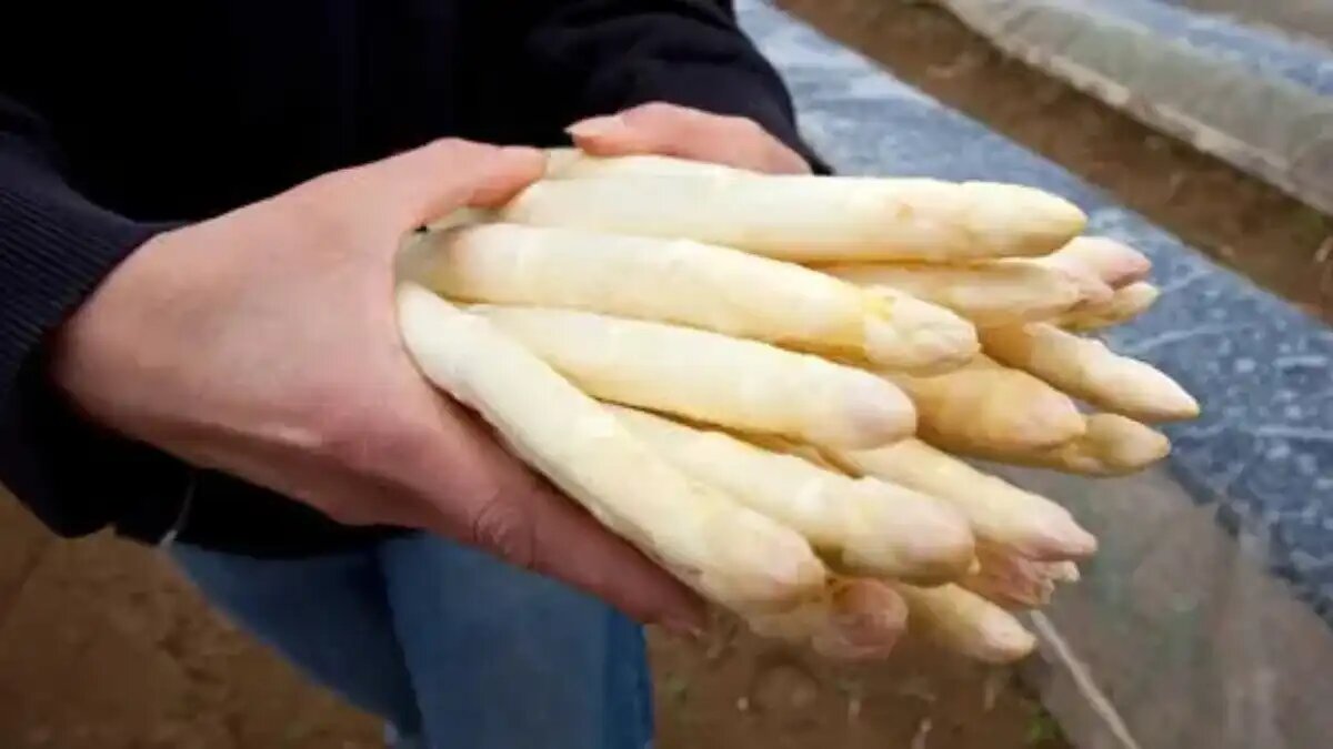 Фото:agrarheute.com
У фермеров из Германии воры украли спаржу прямо с поля