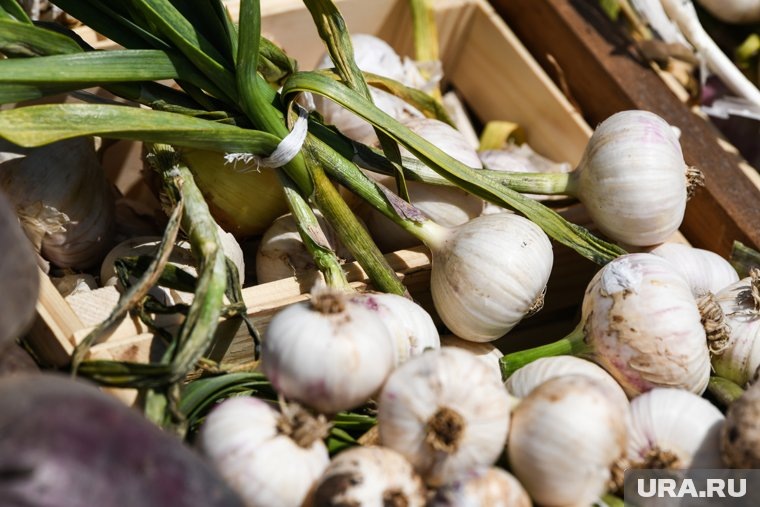    Чеснок и лук первыми отправляются в грунт с началом дачного сезона