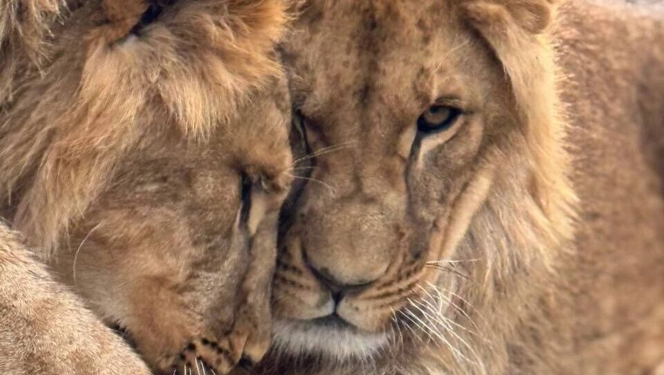     Источник: Белгородский зоопарк