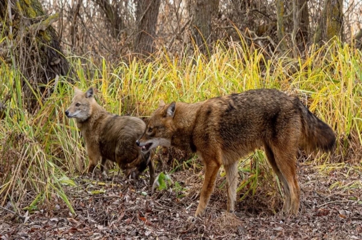    Шакалов будут отстреливать в Волгоградской области для защиты оленей