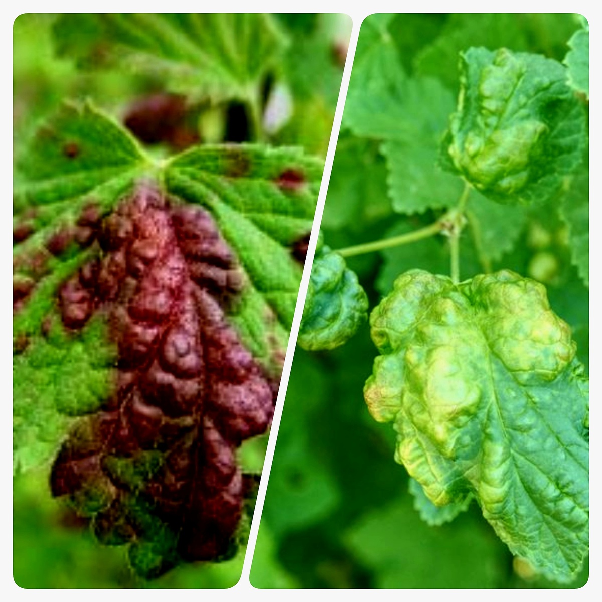 Тля: как избавиться, методы борьбы и профилактики. На фото листья смородины, заражённые вредителем.