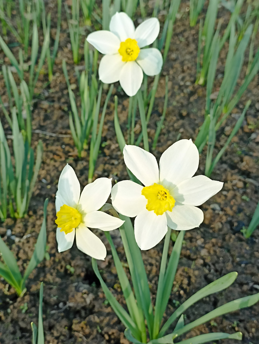 Мои нарциссы. Сезон 2025